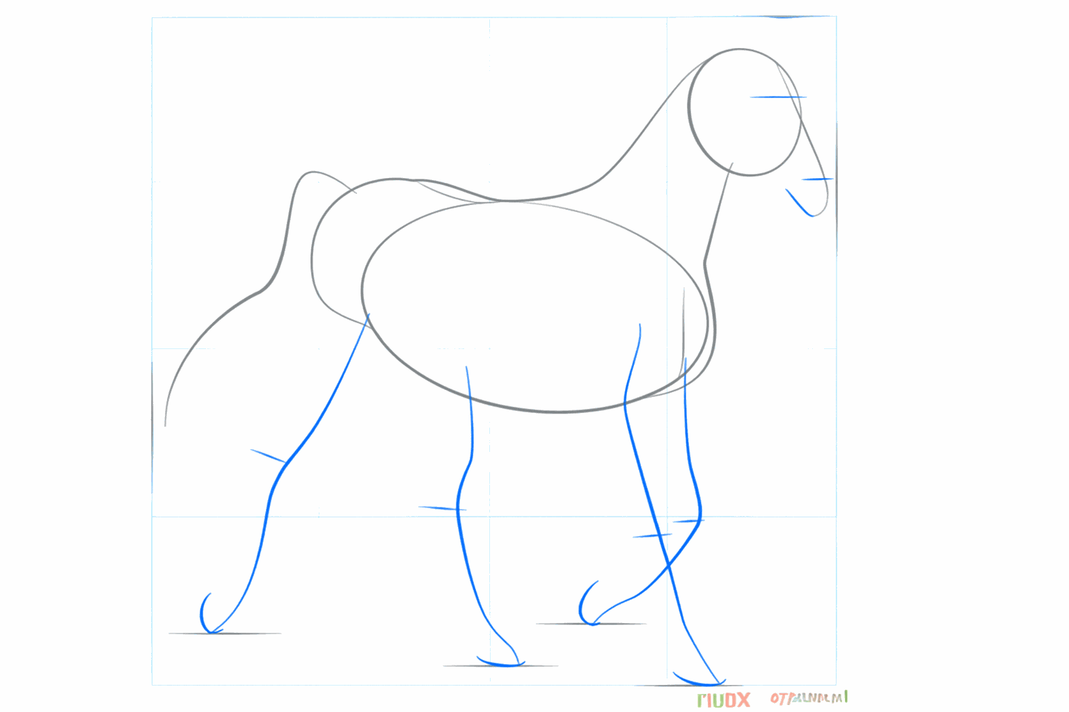 Hulplijnen voor de benen en de snuit van het Arabische paard.