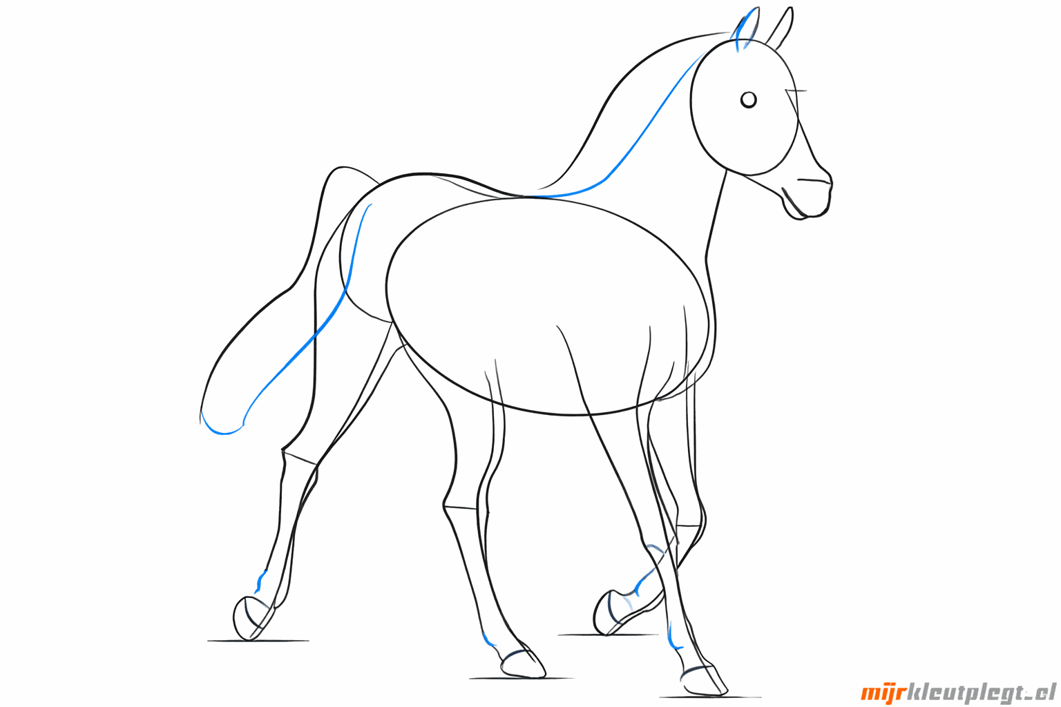 Tekening van de paardenoren en een ronde neus.