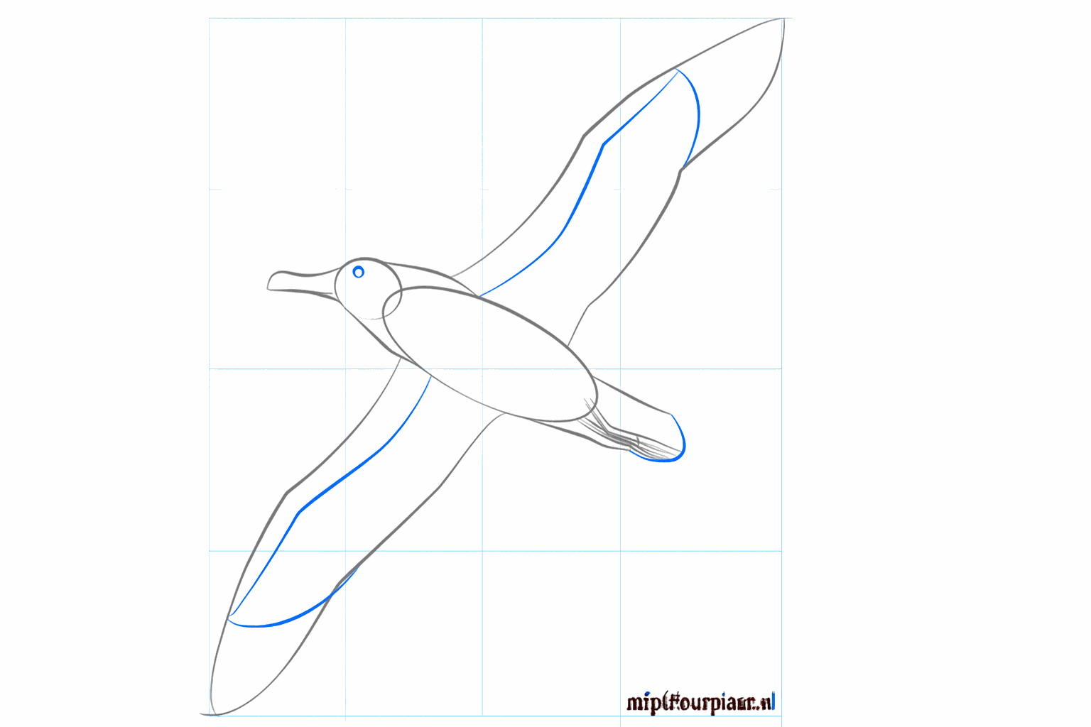 Details of the legs and the contours of the wings.