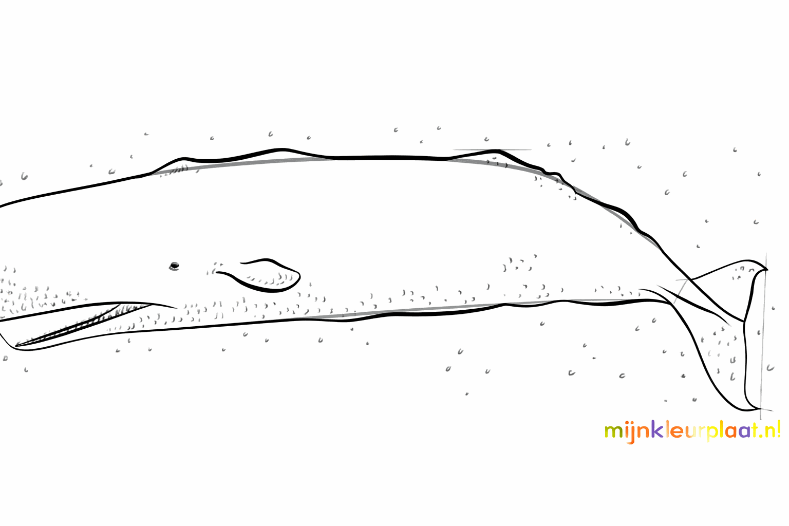 De definitieve vorm van de potvis met details op de huid en de vinnen.