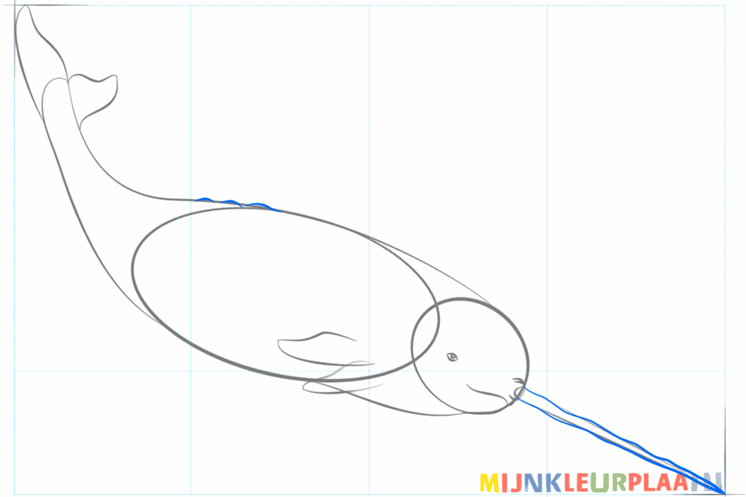 Tekening van het oog en de lange hoorn op de kop van de narwal.
