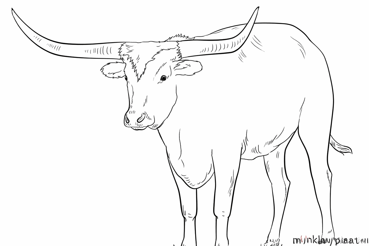 De voltooide tekening van een longhorn zonder hulplijnen.
