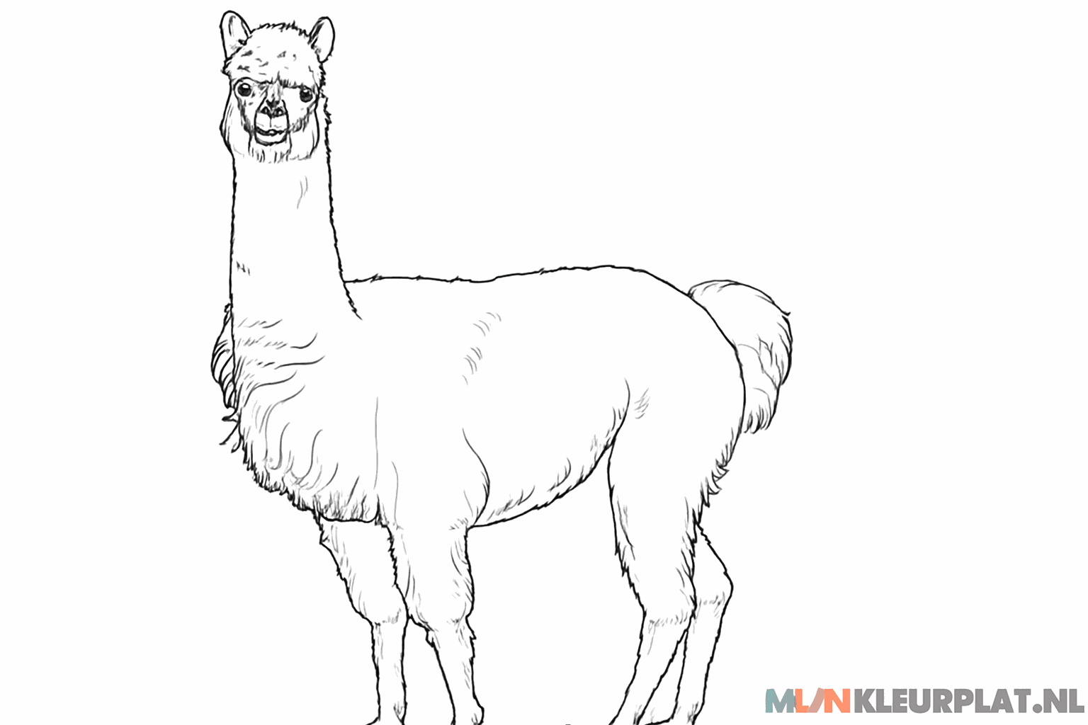 Tekenles alpaca stap 7: Pluizige wol tekenen met wiebelige lijnen.