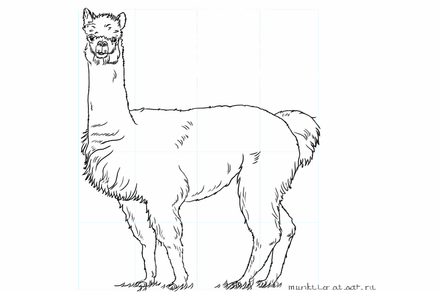 Tekenles alpaca stap 8: De hulplijnen gummen en de tekening afmaken.