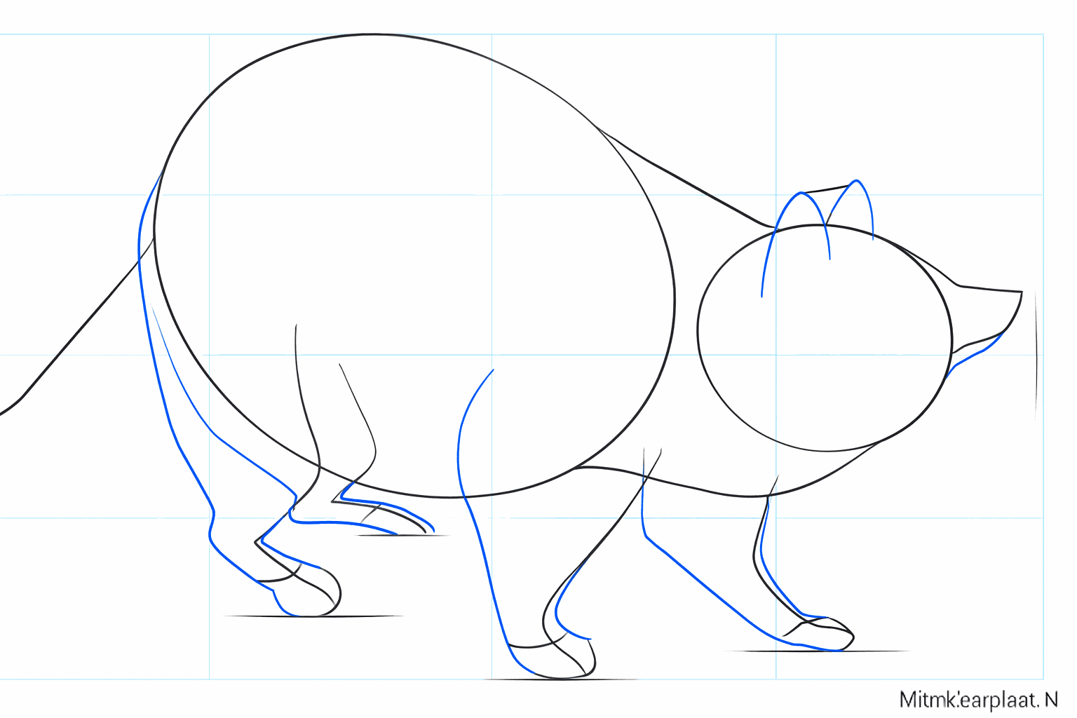 Schets van de pootjes en de snuit van een wasbeer.