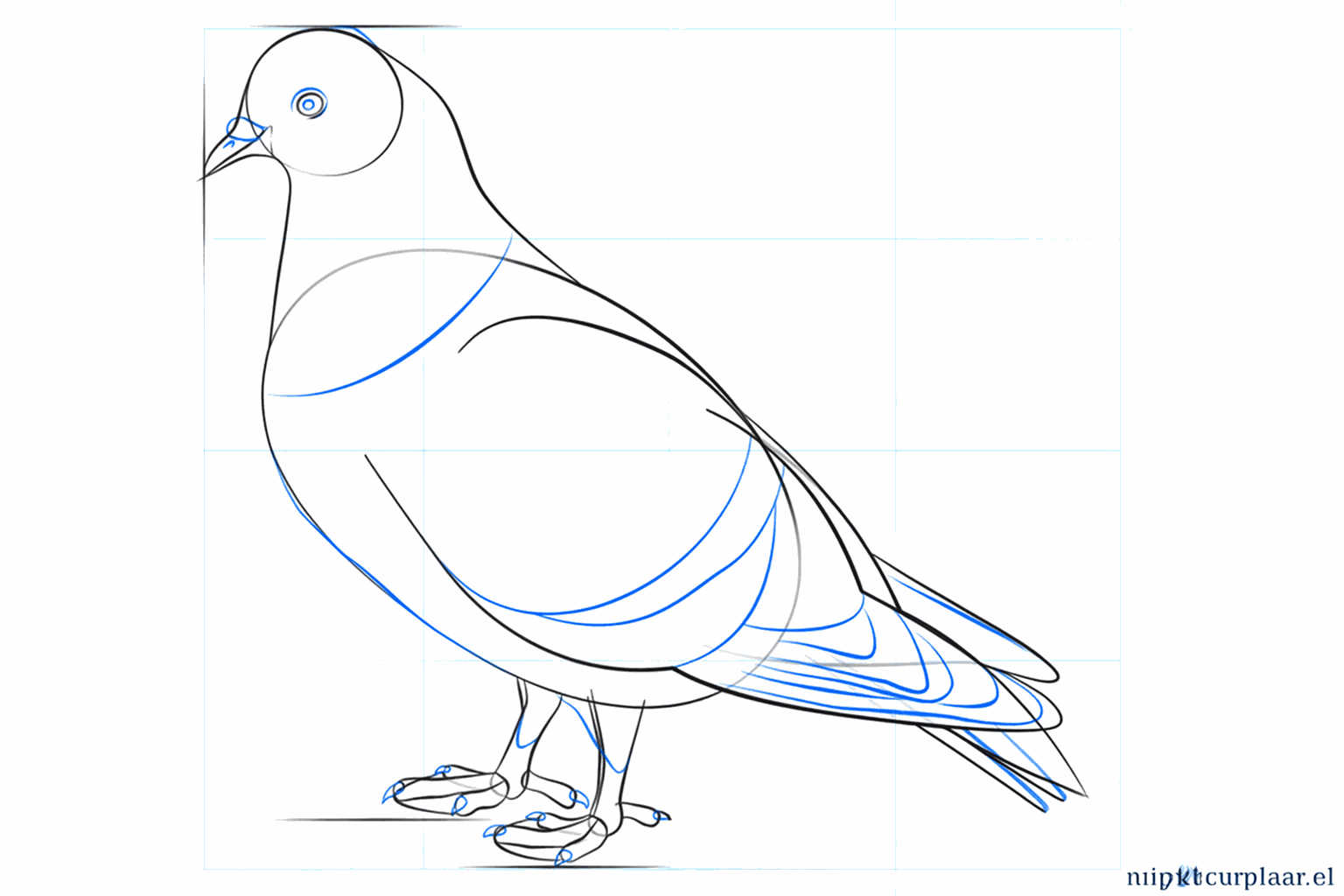 Adding details such as the eye and the toes of the pigeon.