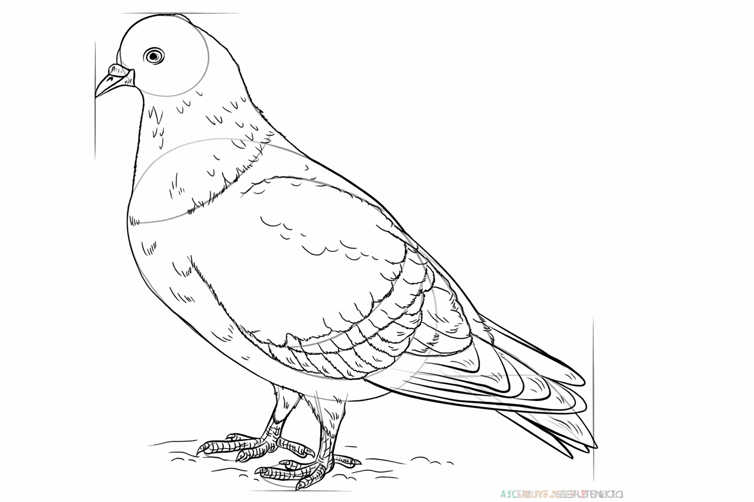 Refining the details of the feathers and the legs.