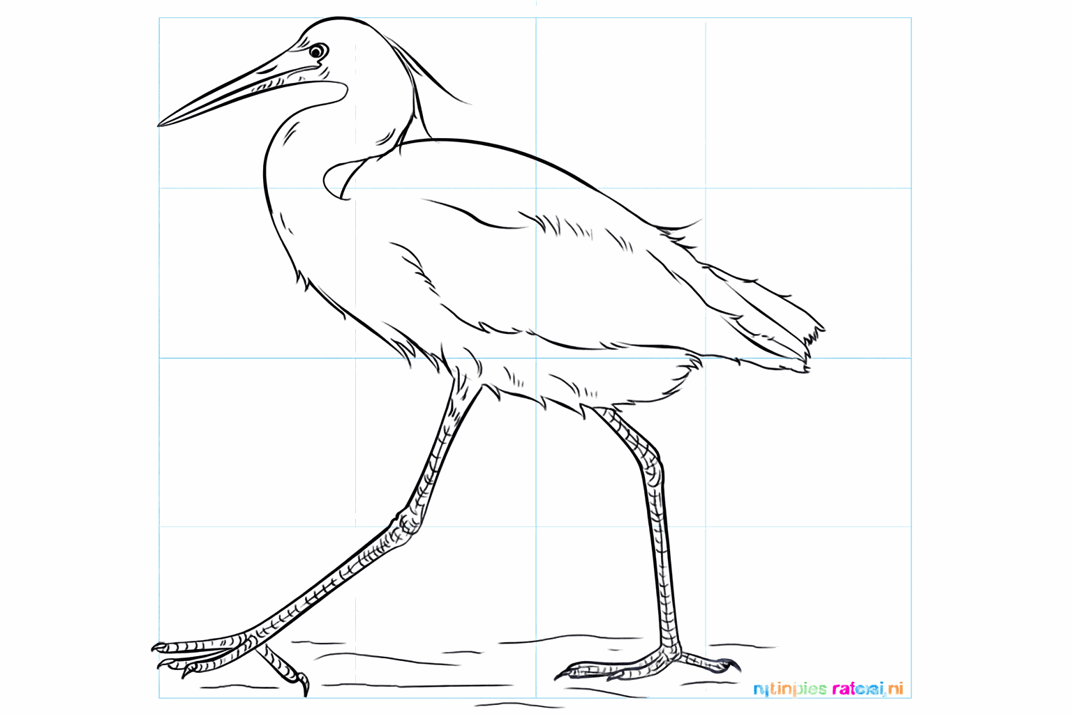Drawing a Graceful Egret