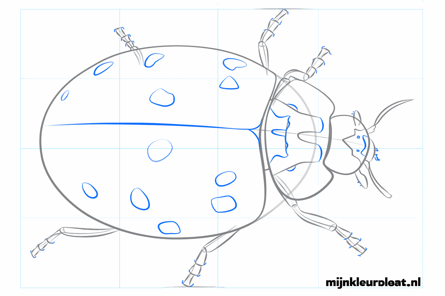Detailtekening van de kop met ogen en de definitieve ronde vorm van het schild.