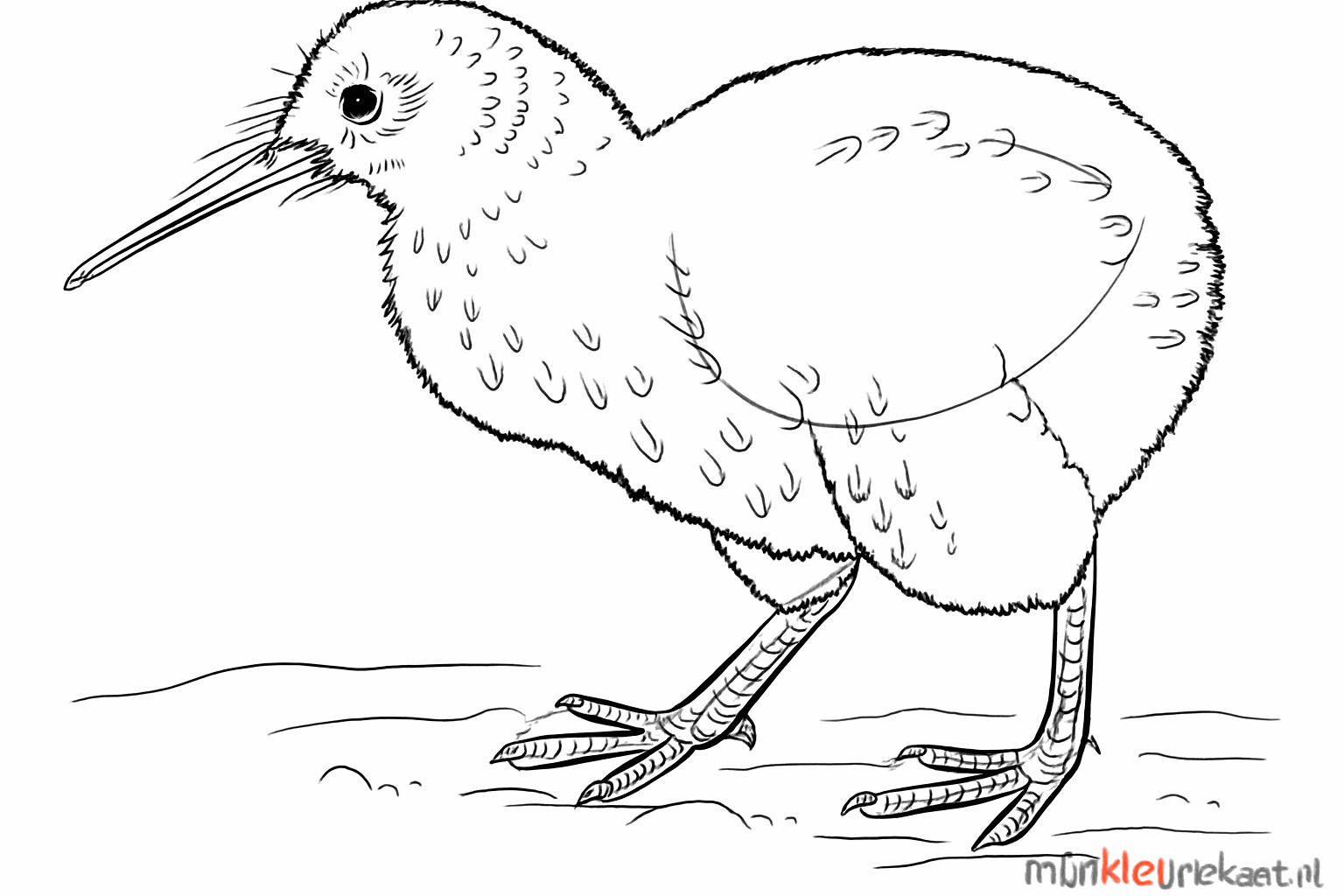 Kiwi bird drawing lesson step 6: Drawing the eye and giving the body a hairy texture.