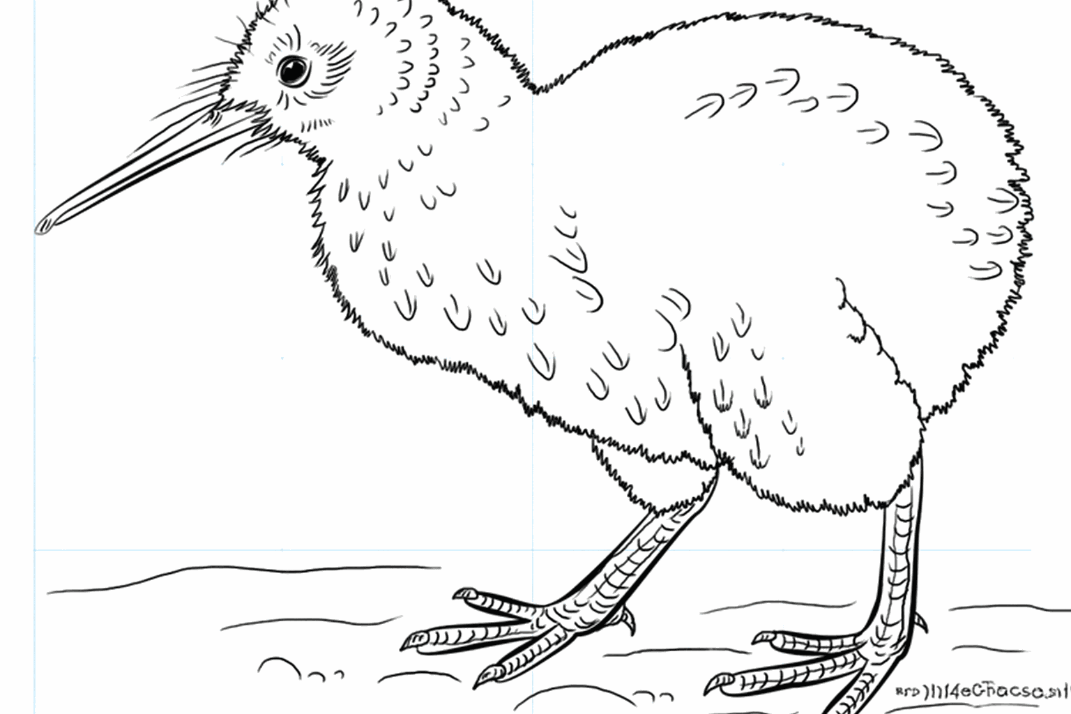 Drawing a cute kiwi bird
