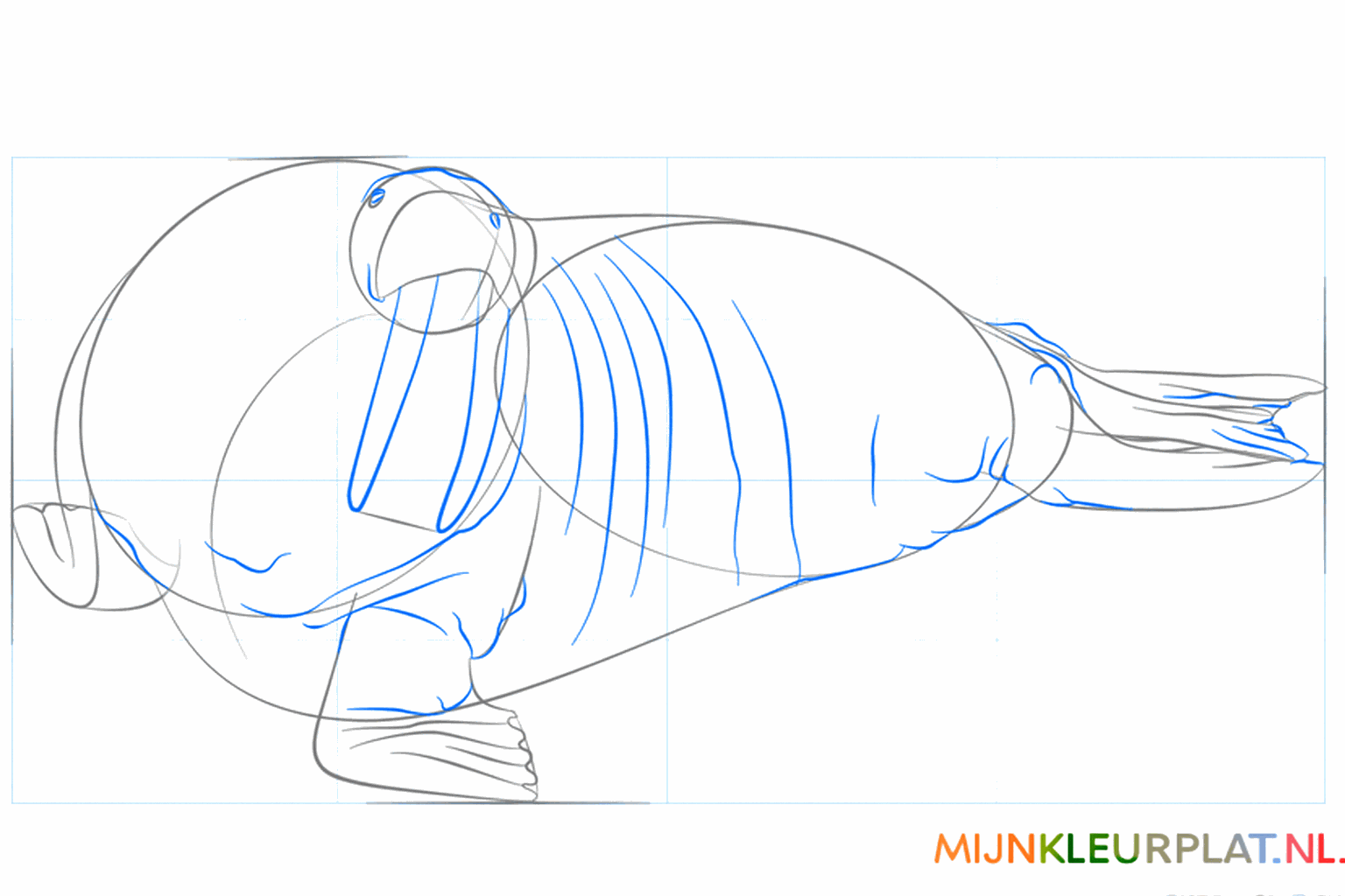 Twee lange slagtanden en een neus tekenen bij de walrus.