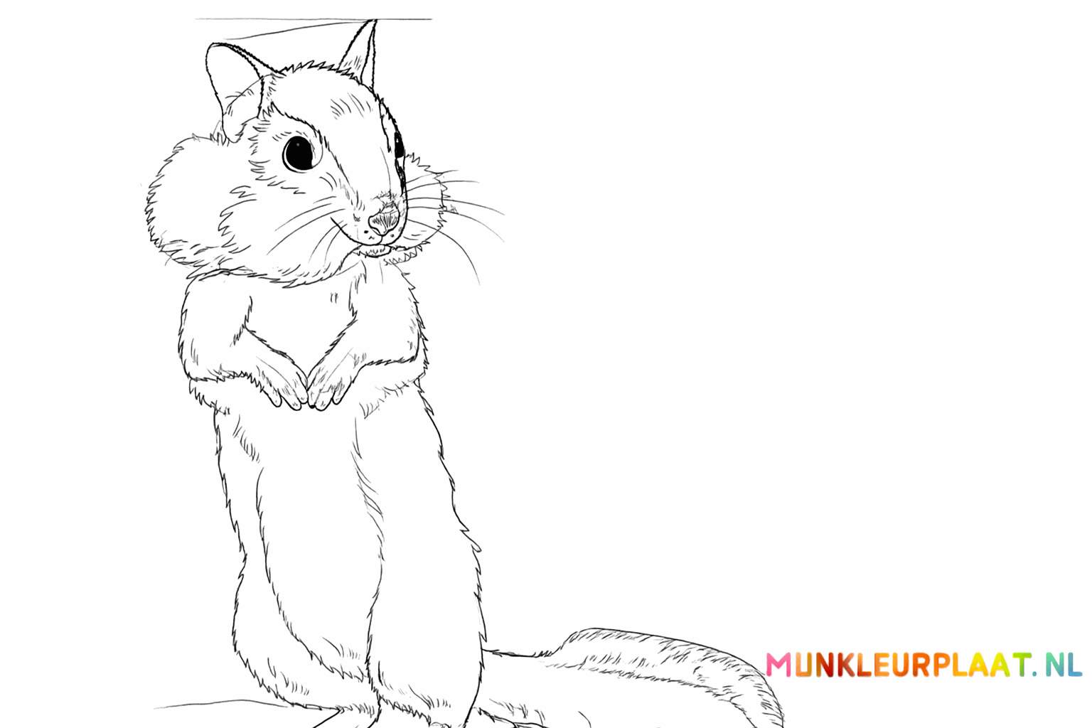 Strepen op de rug van de eekhoorn en details in de vacht.