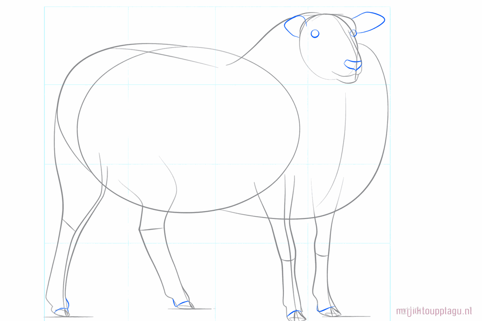 Tekening van de ogen en de oren op de kop van het schaap.