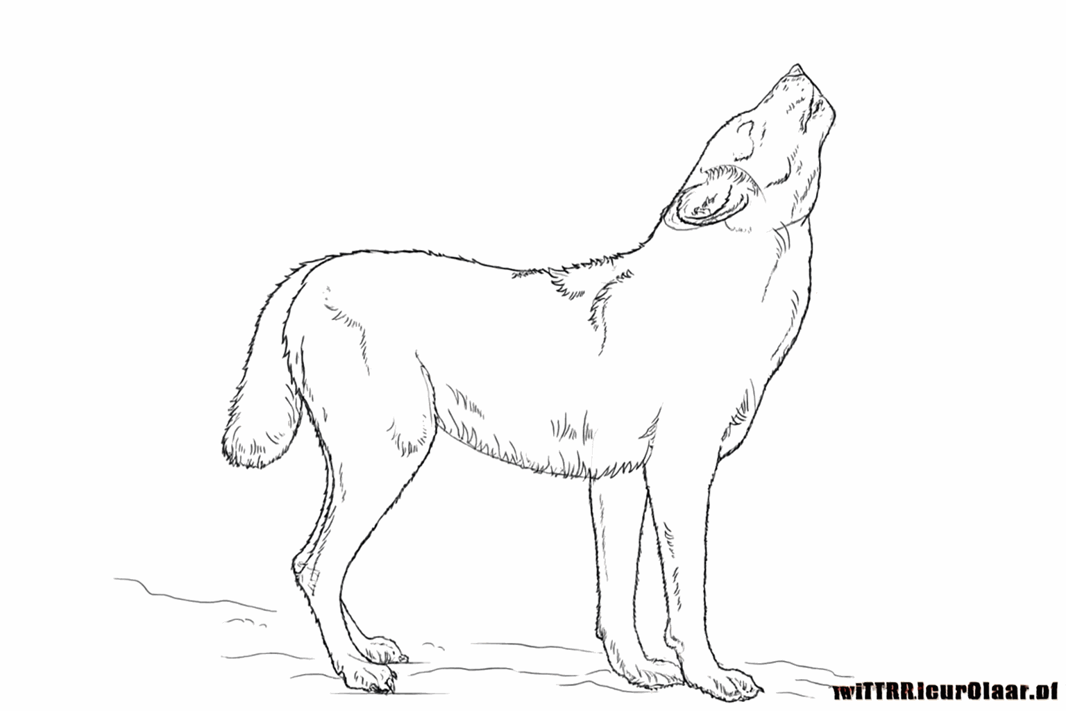 Details van de poten en kleine streepjes die lijken op wolvenharen.