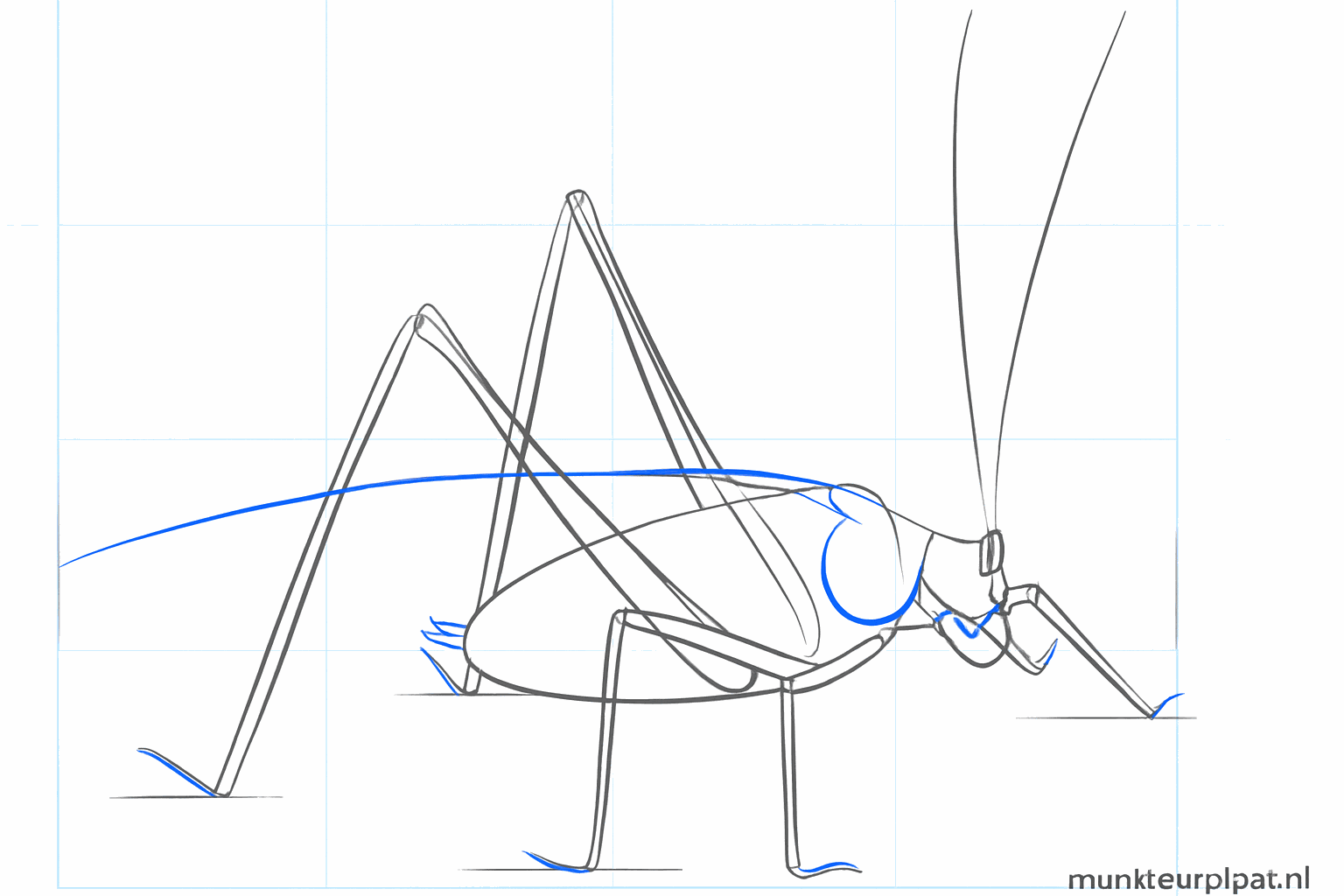 Een grote gebogen achterpoot in de vorm van een omgekeerde V.