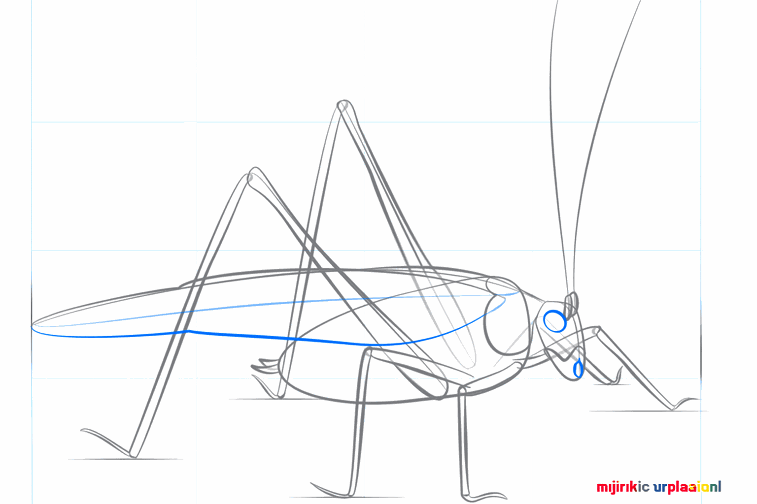 Een lange vleugelvorm die over de rug van de sprinkhaan loopt.