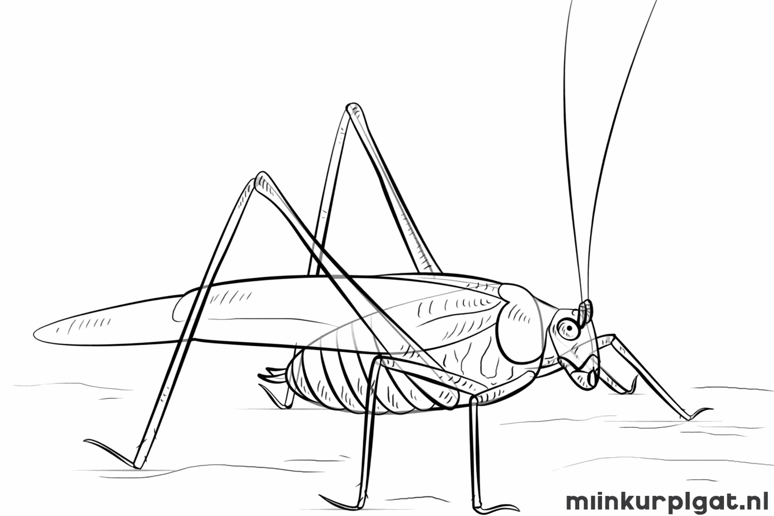 Streepjes op het lijf en details op de poten van de sprinkhaan.