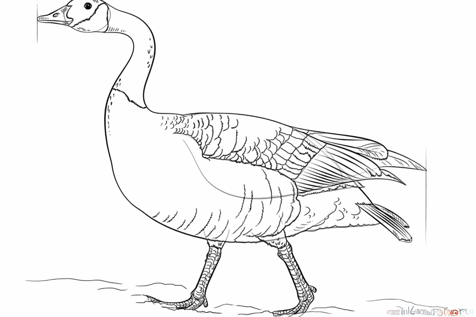 Draw a patch on the head and short lines for the feathers on the wings.