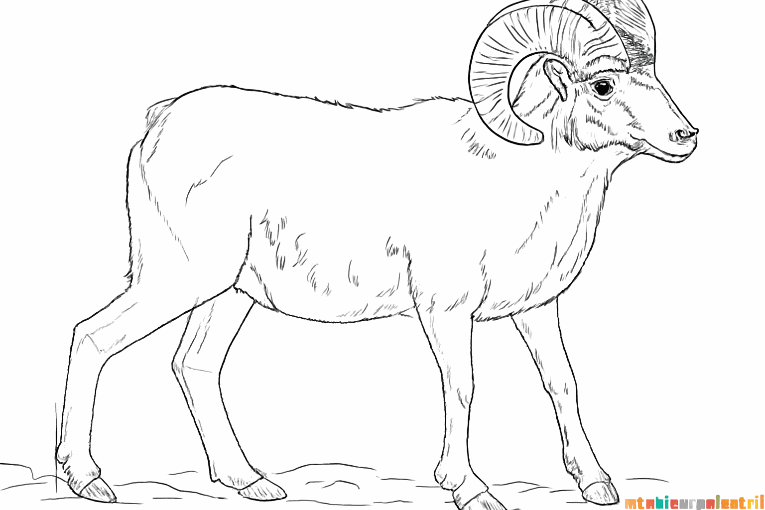 Ribbels op de hoorns en een glanzend oogje.