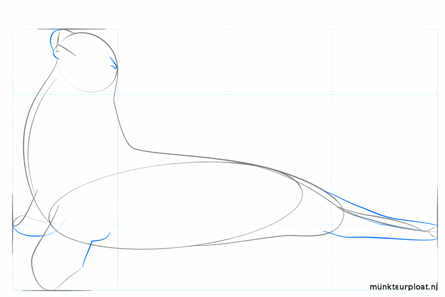 Hulplijnen voor de voorvinnen en de snuit van de zeeleeuw.