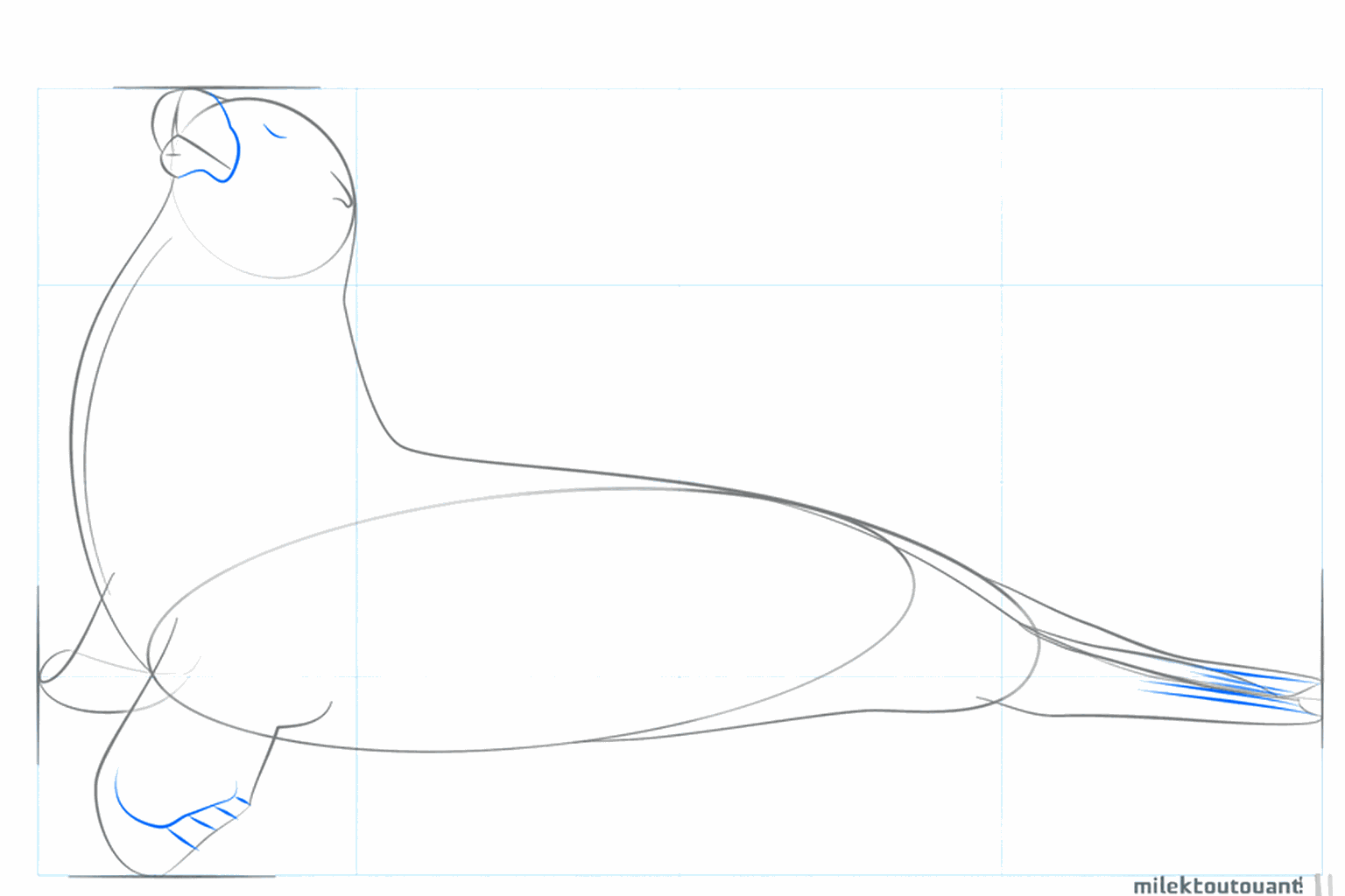 De vinnen en het kleine oor van de zeeleeuw krijgen vorm.