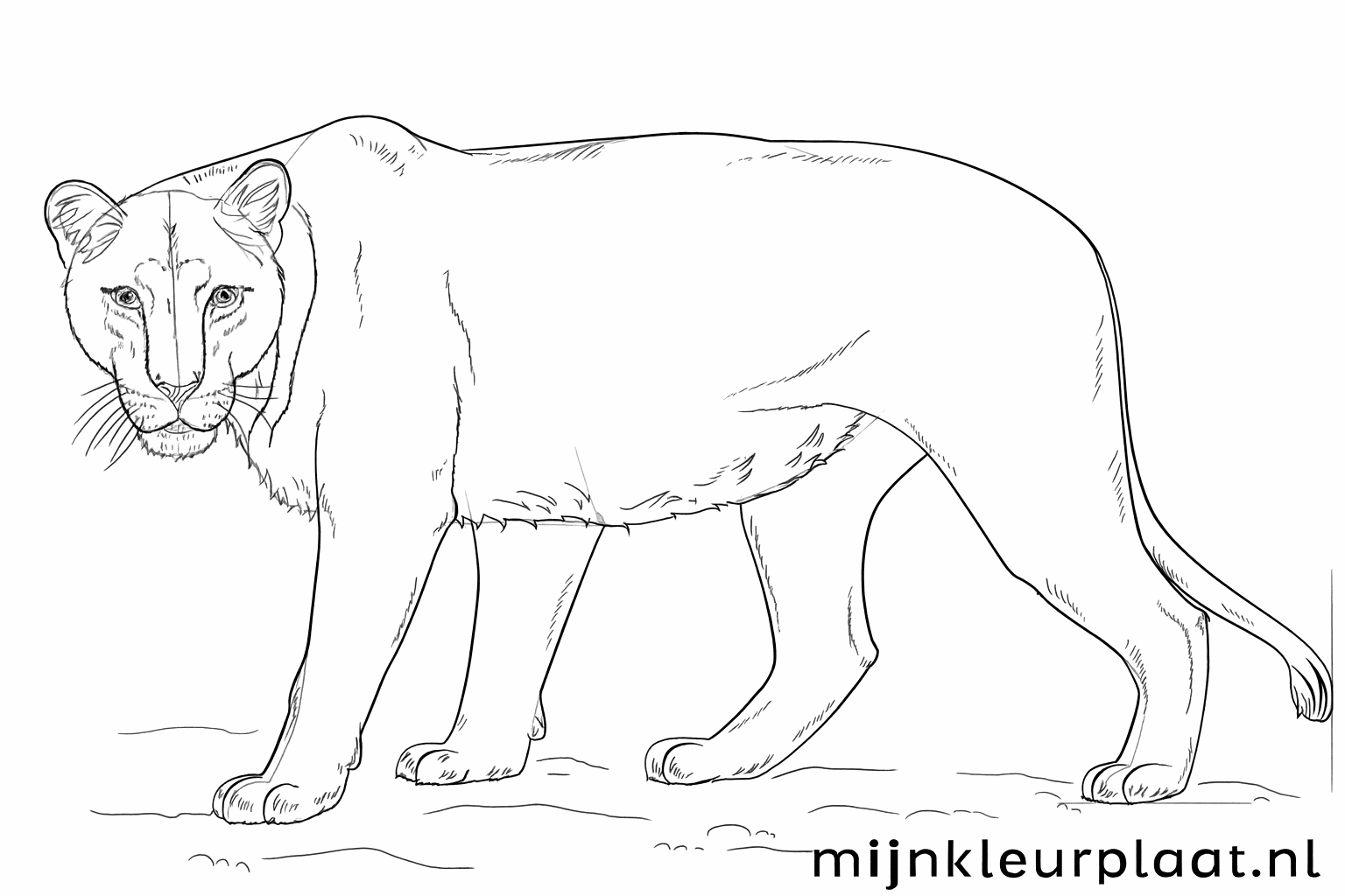 Het verfijnen van de lijnen van het lichaam en details toevoegen.