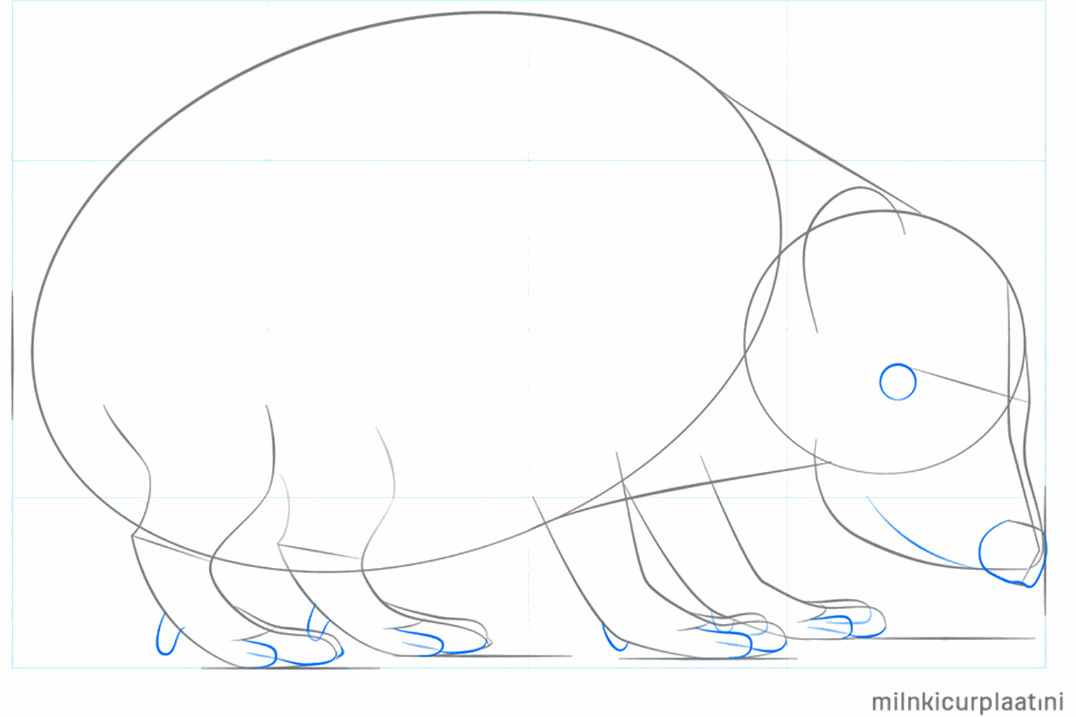 Schets van vier korte pootjes en een rond neusje op de snuit.