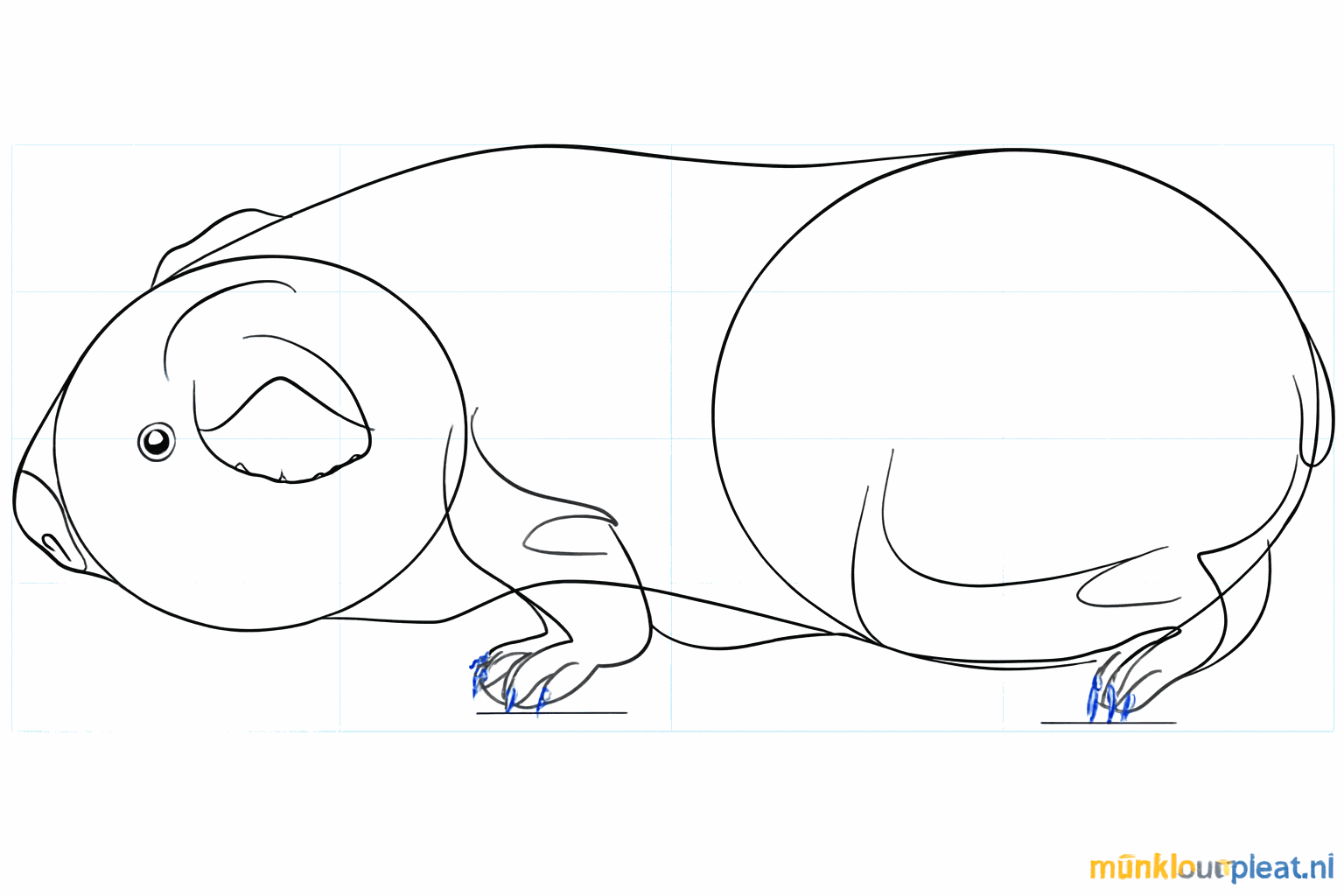Tekening van een cavia-oog, neus en kleine streepjes voor de tenen.