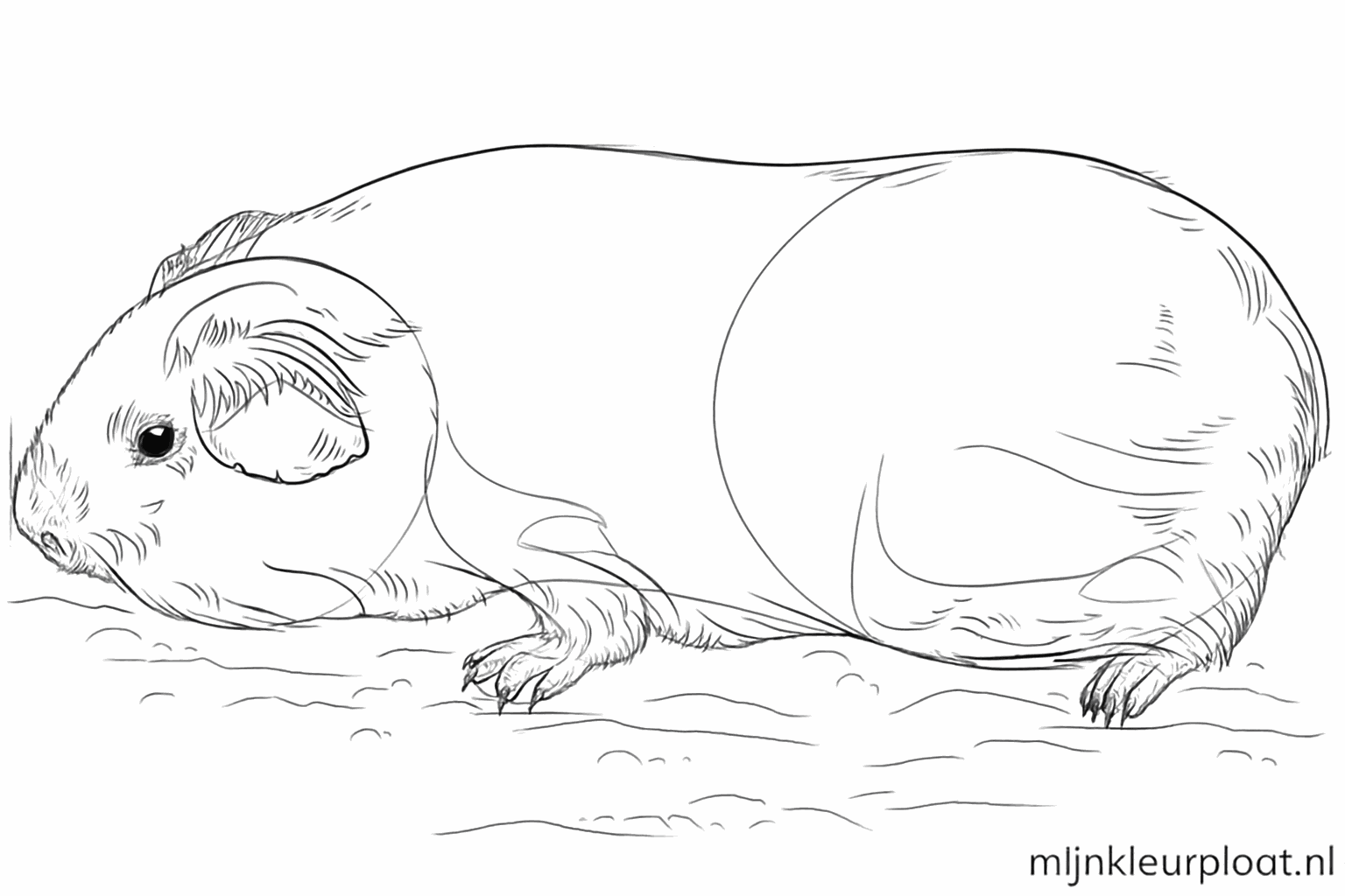 Detailtekening van de nagels en snorharen van de cavia.