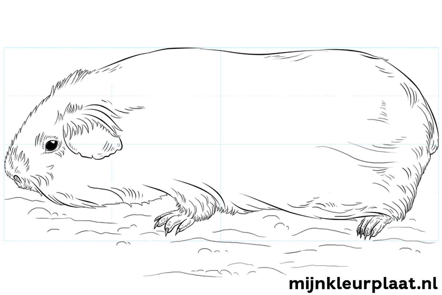 De voltooide tekening van een cavia zonder hulplijnen.