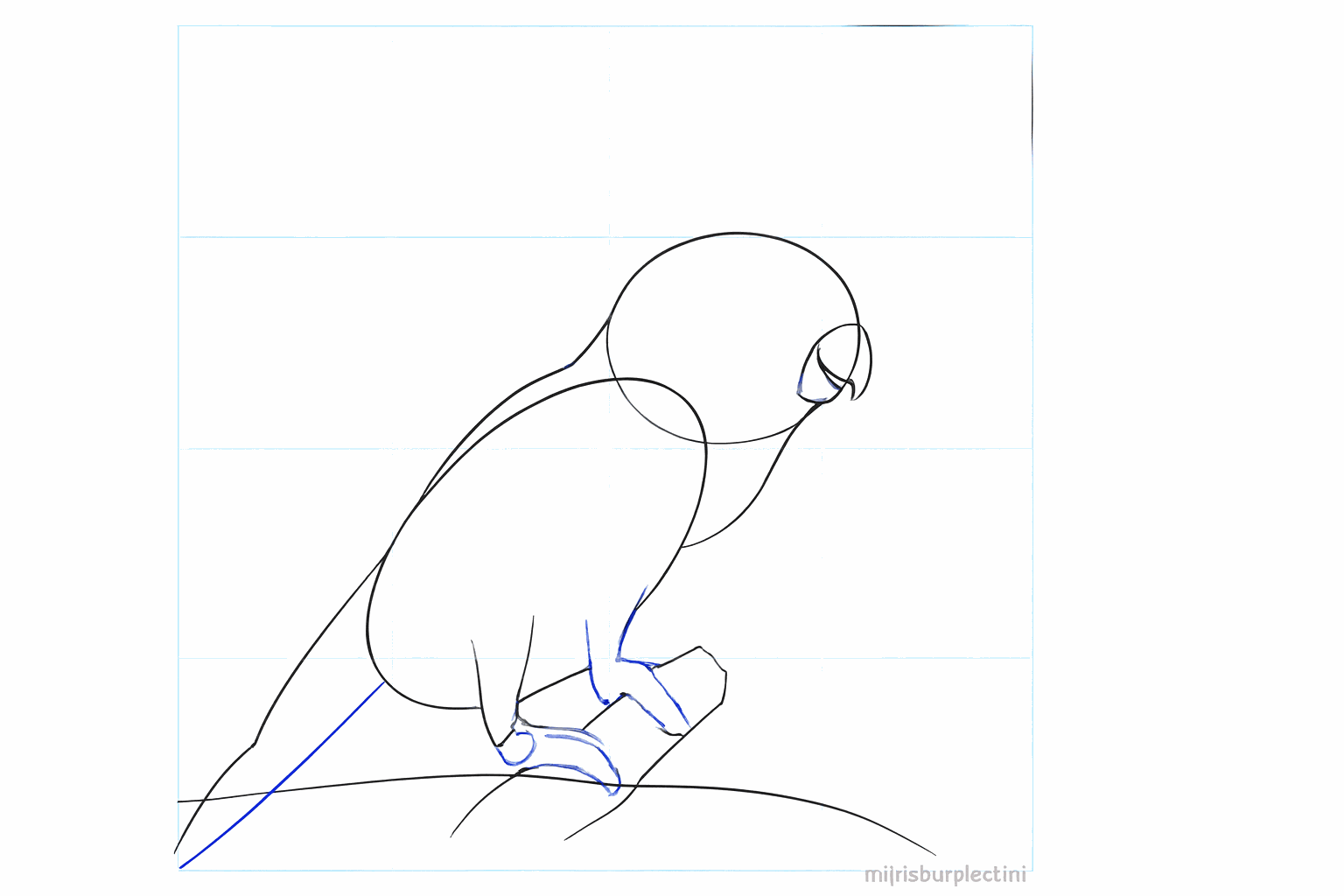A curved beak and the thickness of the tail and feet drawn.