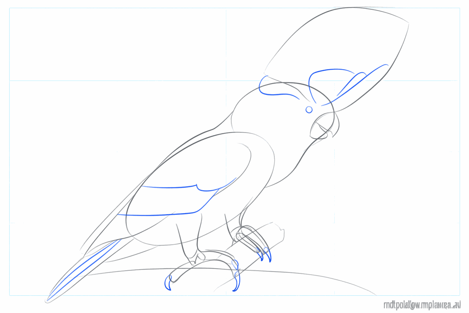 Details of the feathers in the crest, tail, and wings.