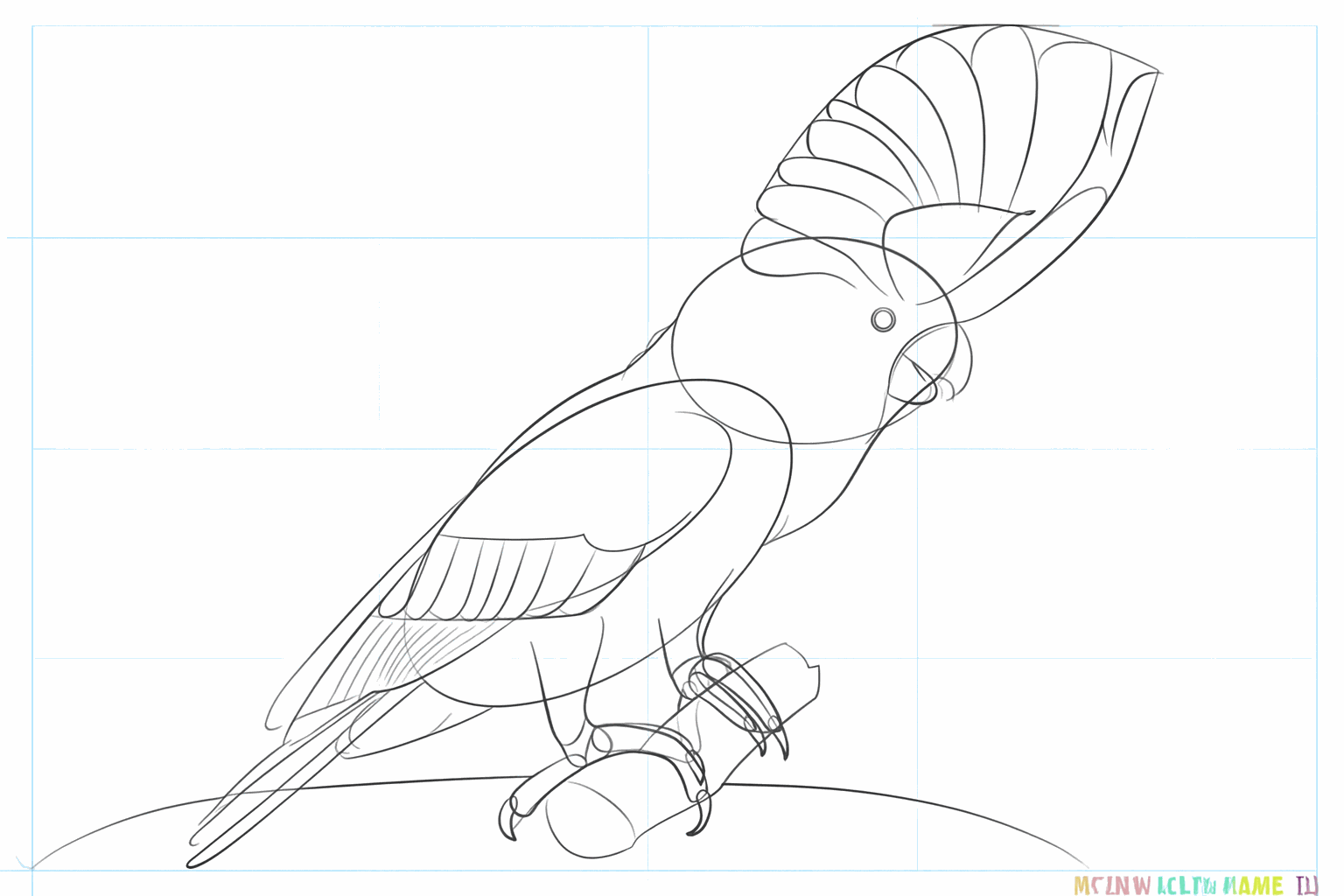 The eye of the cockatoo and small sharp claws on the toes.