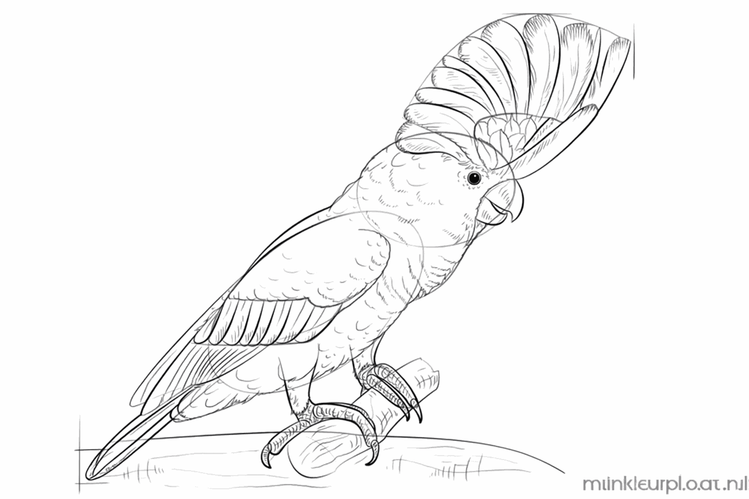 The cockatoo with extra details and small feather lines all over the body.