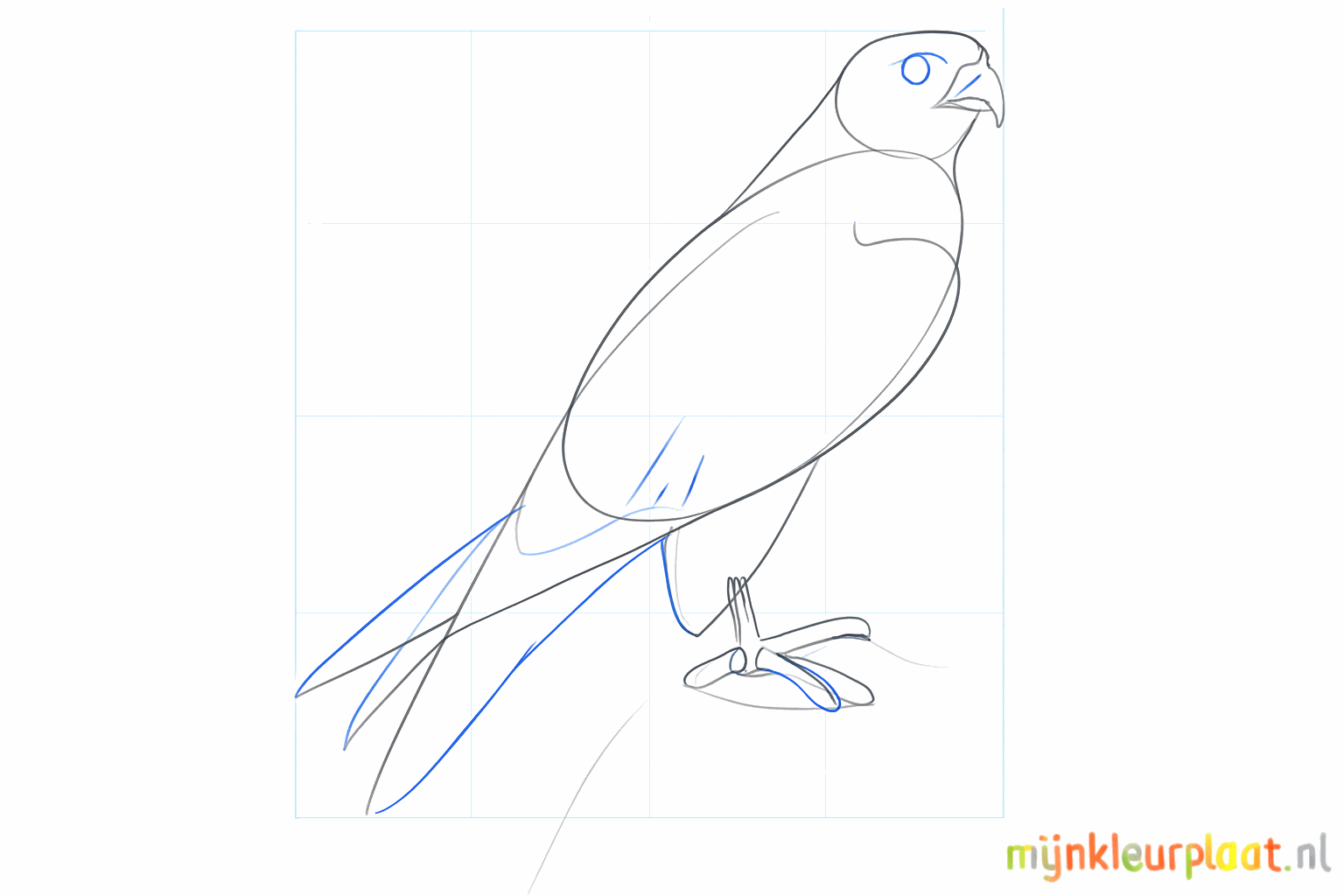 Details of the eye and the wide tail of the peregrine falcon.