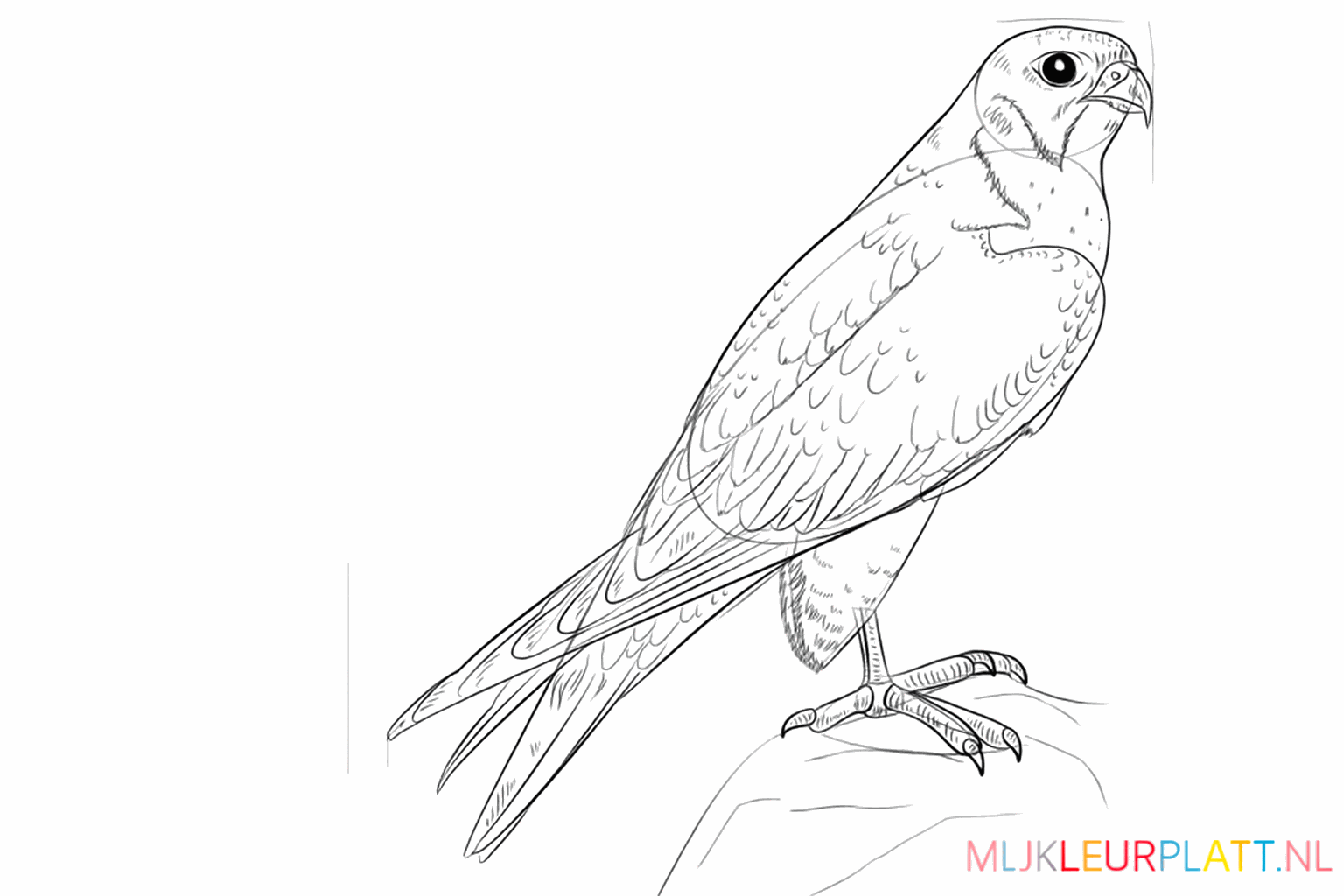 Patterns on the feathers and details on the rock the bird is sitting on.