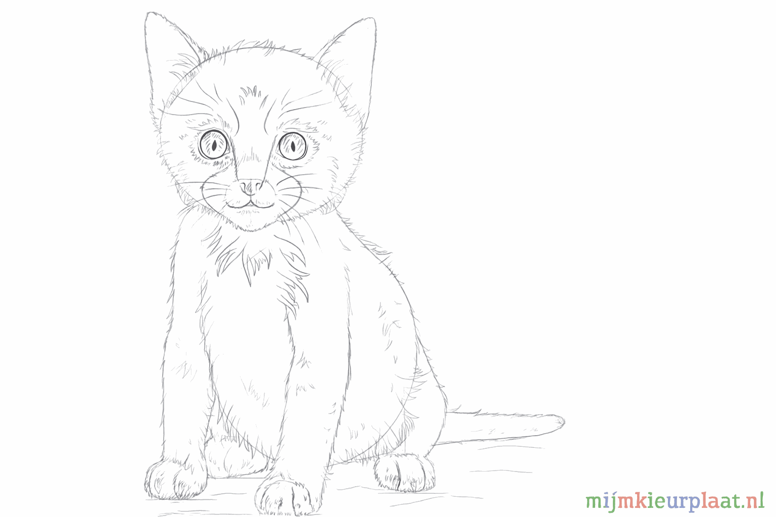 Lange snorharen aan de zijkant van de snuit en kleine vachtdetails.