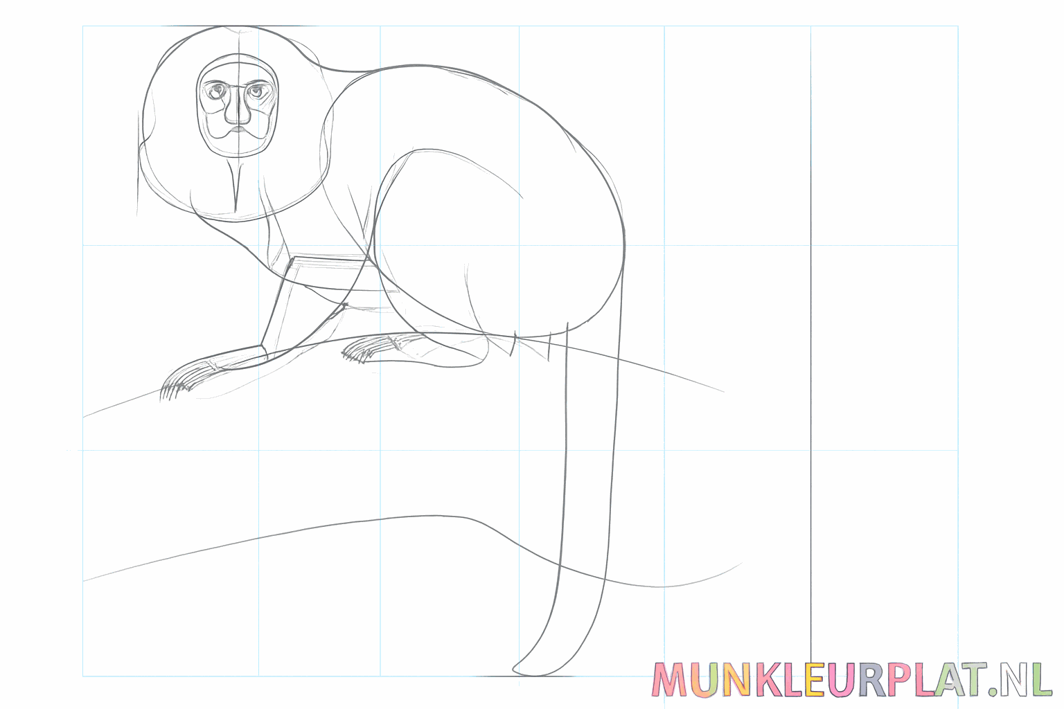 Lijnen die de harige manen rondom de kop van het aapje laten zien.