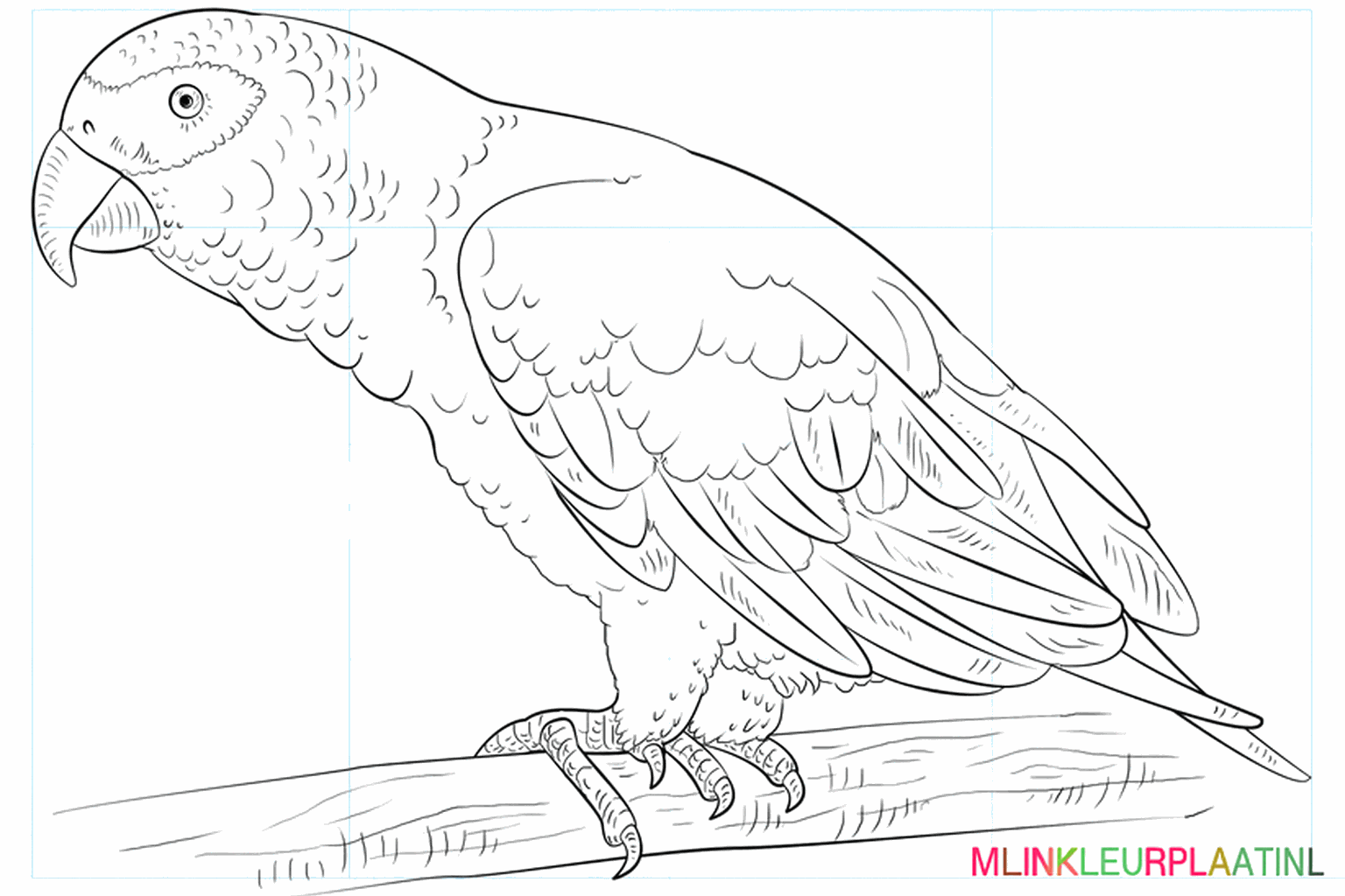 Drawing an African Grey Parrot