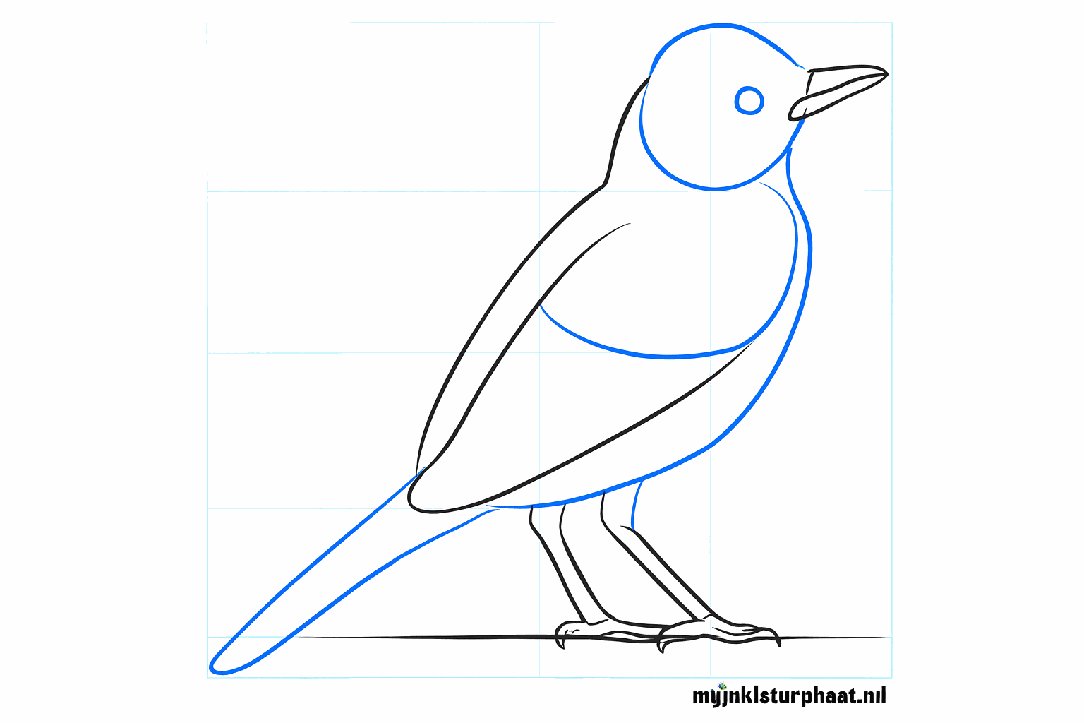 The robin now has thicker legs and a wide tail.