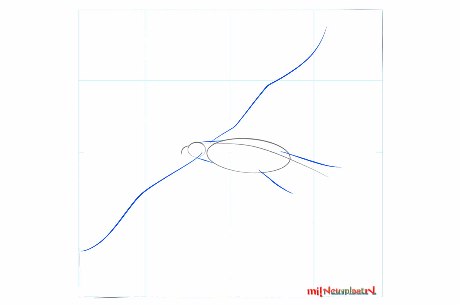 Guide lines for the neck and the wide wingspan of the bird's wings.