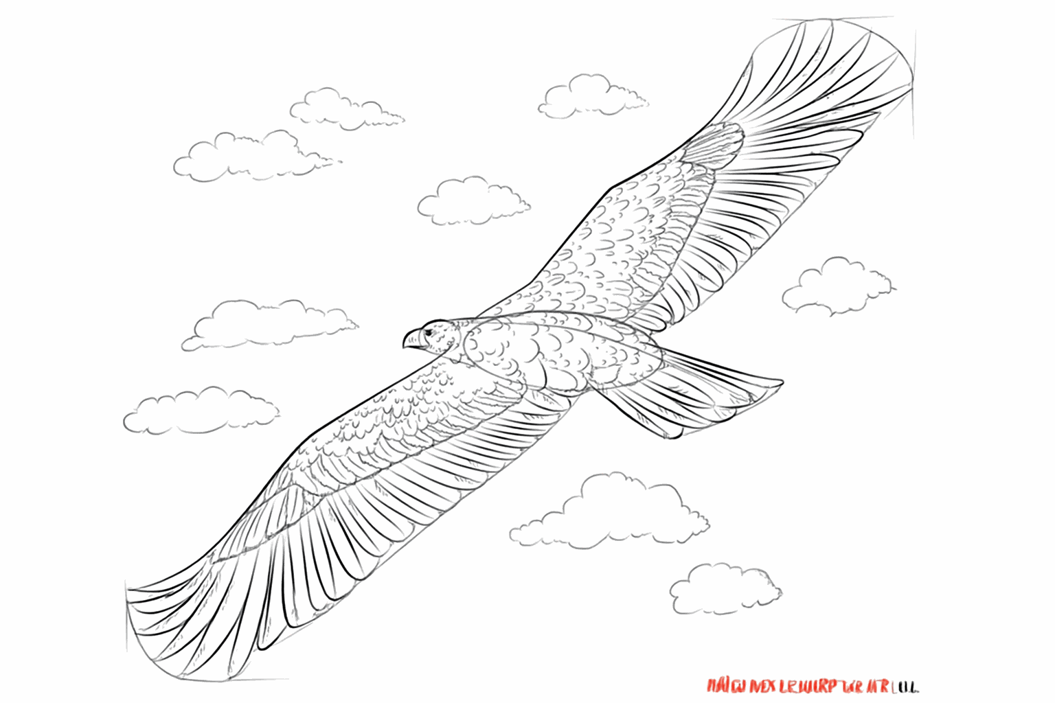 More details of feathers over the entire body and the wings of the bird.