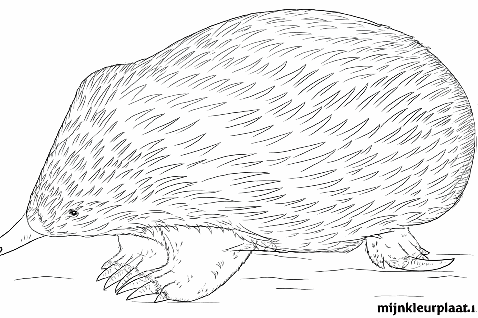 Scherpe stekels tekenen op de rug van de mierenegel.