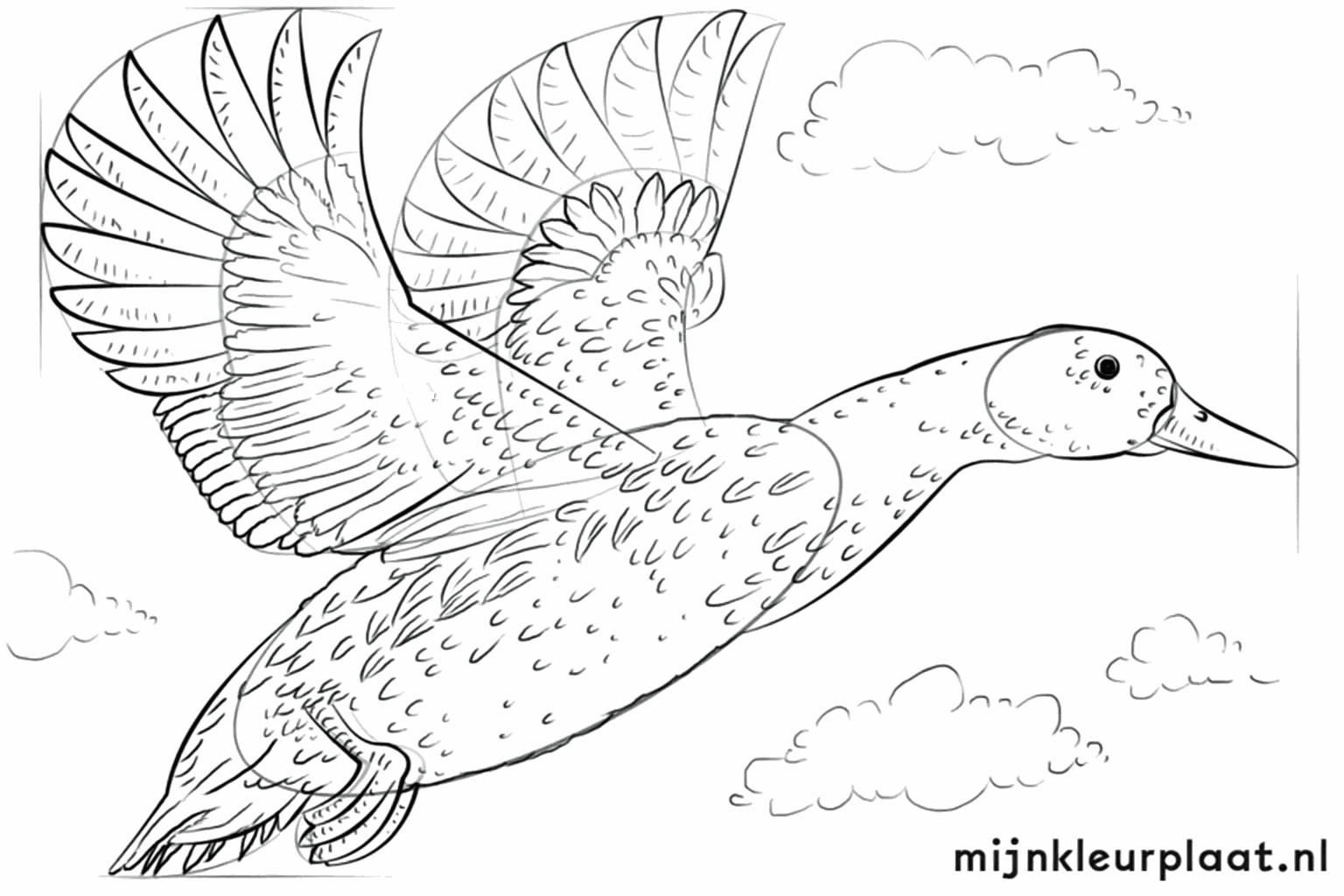 Feather patterns on the wings and tail of the drawn duck.