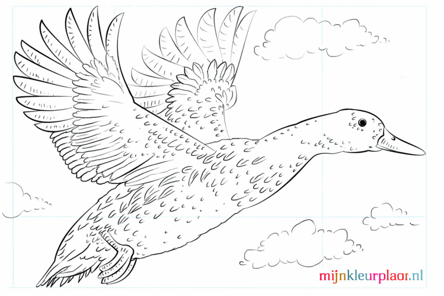 Drawing a happy mallard in 8 steps