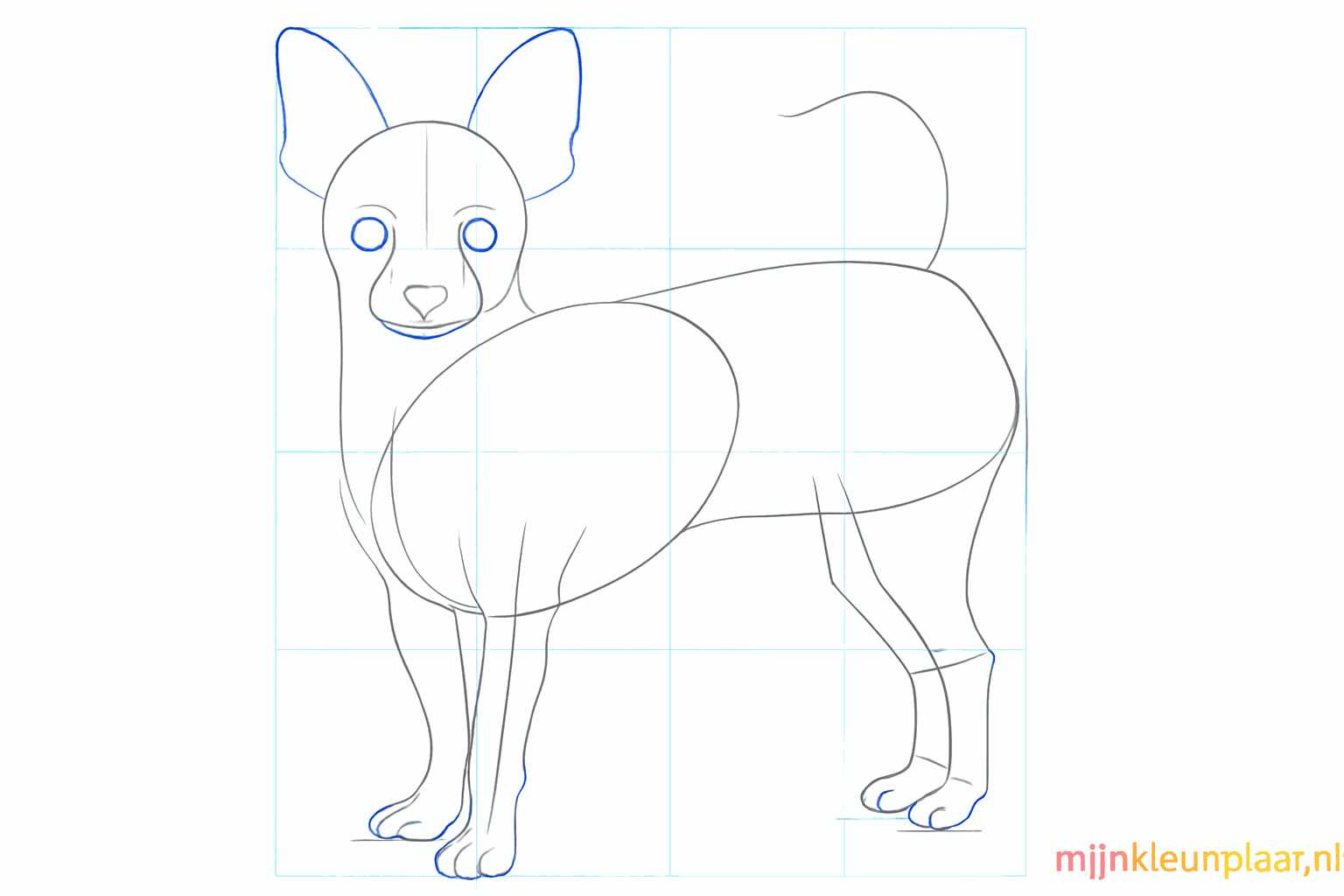 Een chihuahua met grote spitse oren en ronde ogen.