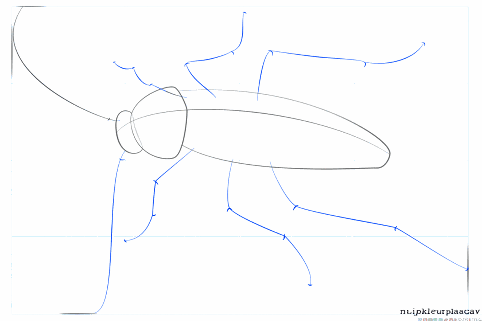 Duidelijke lijnen van de kop en het schild van de kakkerlak.