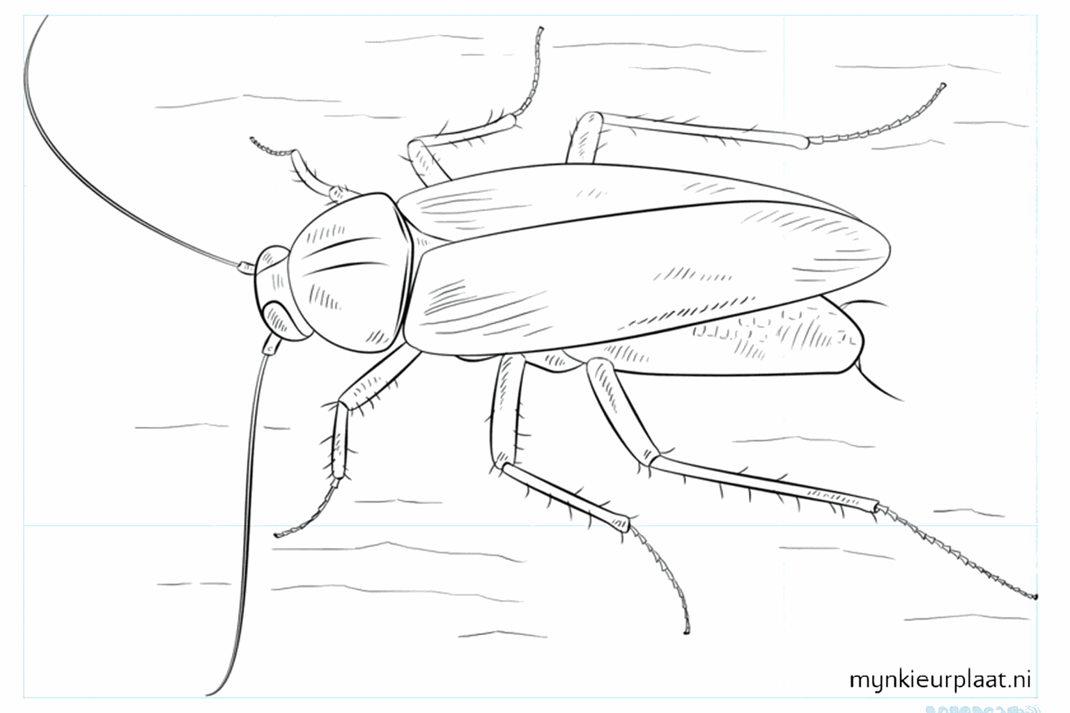 De voltooide tekening van een kakkerlak met schaduw.