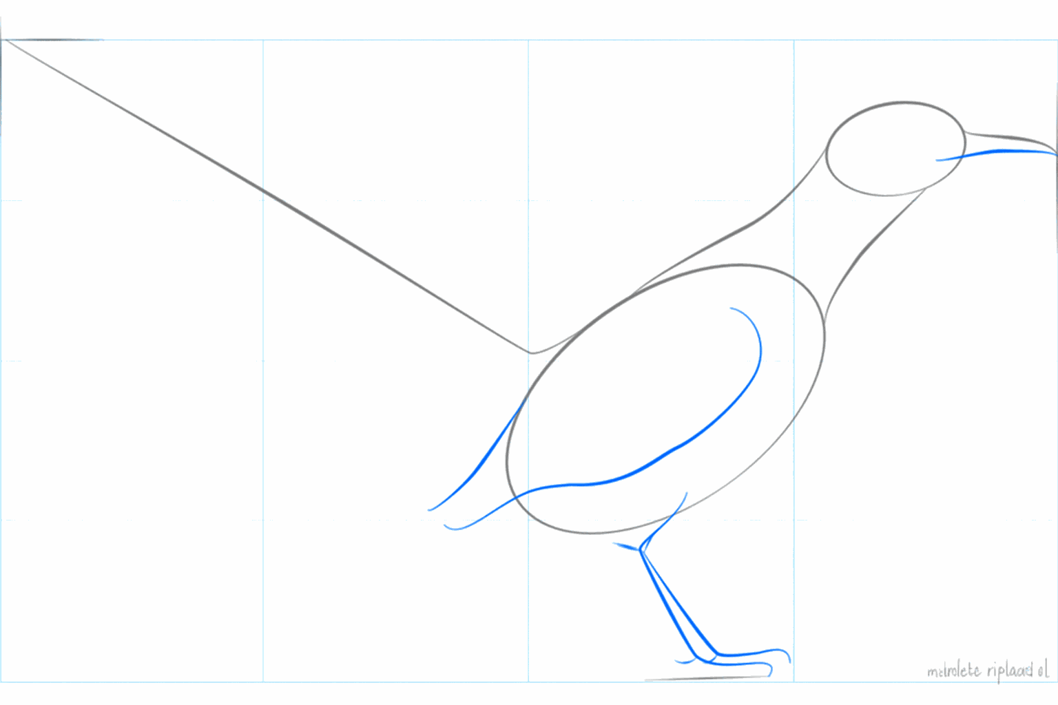 A long guide line for the roadrunner's tail.